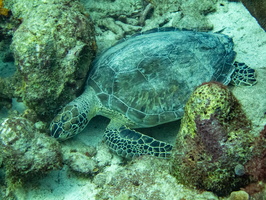 Sleeping Green Sea Turtle-11