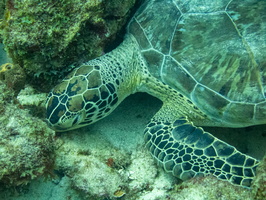 Sleeping Green Sea Turtle-12