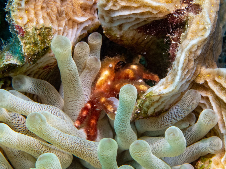 Crab in Giant Anemone.jpg