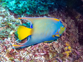 Queen Angelfish