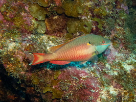 Redband Parrotfish