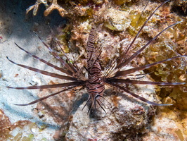 Tiny Lionfish