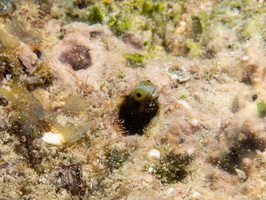 Blenny