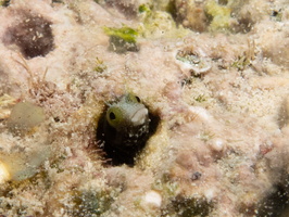 Blenny-2