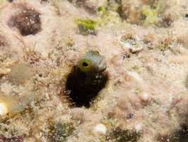 Blenny-3