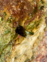 Blenny-4