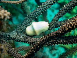 Flamingo Tongue