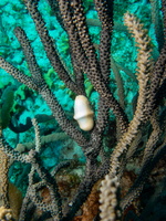 Flamingo Tongue-2