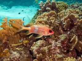 Longspine Squirrelfish