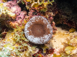 Solitary Disk Coral-3