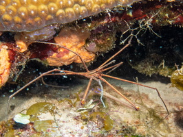 Yellowline Arroow Crab