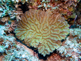 Maze Coral