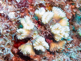 Flower Coral