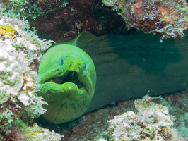 GReen Eel-2