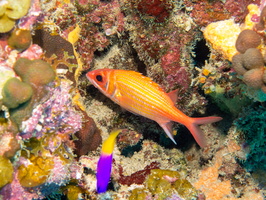 Longjaw Squirrelfish