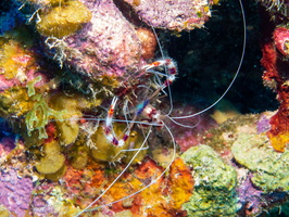 Banded Coral Shrimp