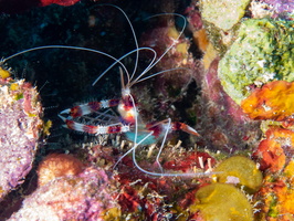 Banded Coral Shirmp