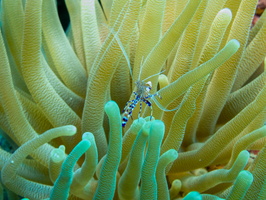 Spotted Cleaner Shirmp on Giant Anemone