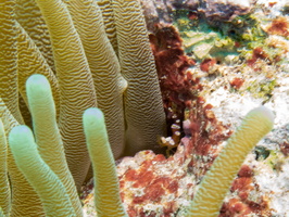 Squat Anemone Shrimp