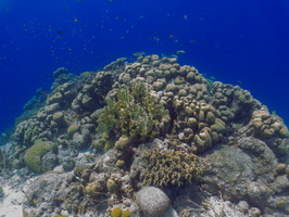 Reef-2