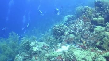 Divers on Reef