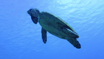 Small Hawksbill Sea Turtle