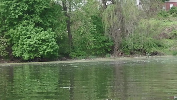 Carp Mating