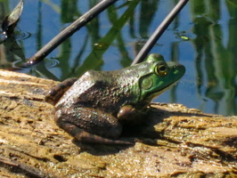 6-4-22 Great Swamp North