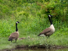 5-30-22 Constitution Marsh