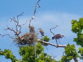 7-7-22 Wappinger's Creek