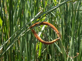 P7300243