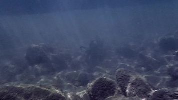 fish 1