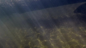 Fish 2