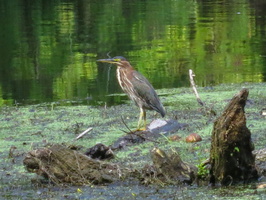 9-10-22 Wallkill from Sojourner Park to Covered Bridge