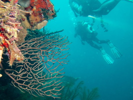 11 Gorgonian Coral IMG 4235