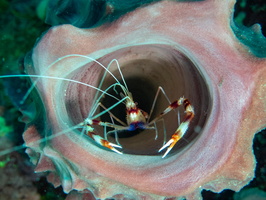 23 Banded Coral Shrimp in Vase Sponge IMG 4259