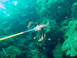 28 Speared Lionfish IMG 4266