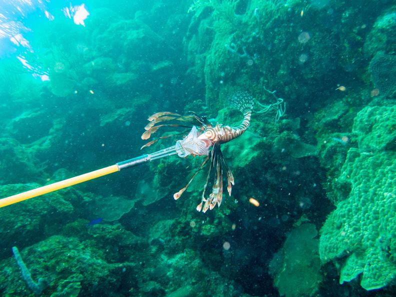 28 Speared Lionfish IMG_4266.jpg