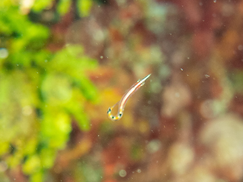 32 Arrow Blenny IMG_4274.jpg