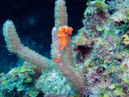 12 Longsnout Seahorse IMG 3618