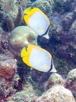 14 Banded Butterflyfish IMG 3625