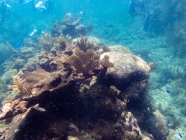 26 Reef IMG 3639