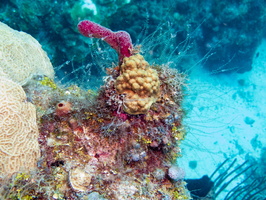 48 Mustard Hill Coral IMG 3671