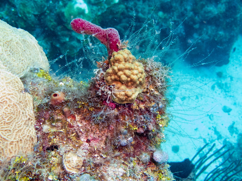 48 Mustard Hill Coral IMG_3671.jpg