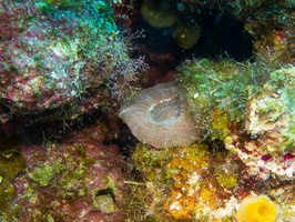 55 Artichoke Coral IMG 3686