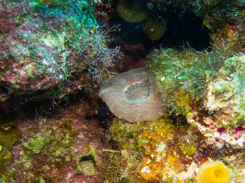 55 Artichoke Coral IMG_3686.jpg