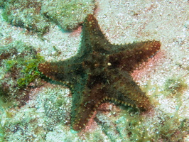 57 Cushion Starfish IMG 3690