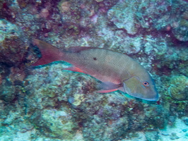 61 Mutton Snapper IMG 3700