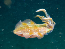 72 Caribbean Reef Squid IMG 3714