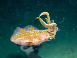 73 Caribbean Reef Squid  IMG 3715